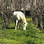 Casetta Di Campagna 度假居 *
